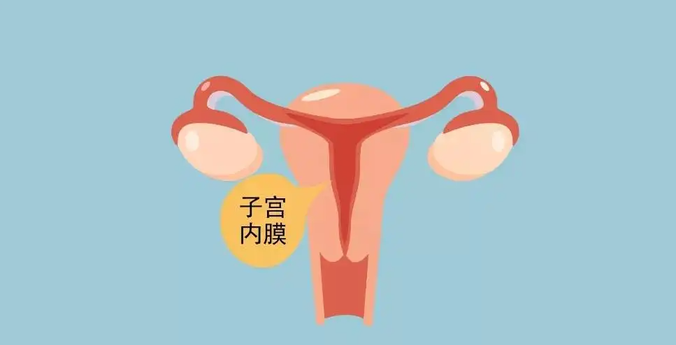 孕育生命的土壤——子宫内膜~